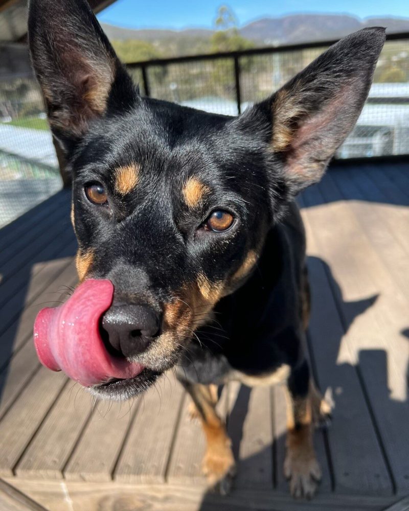 Beautiful Jess outside in the sunshine hoping for a treat