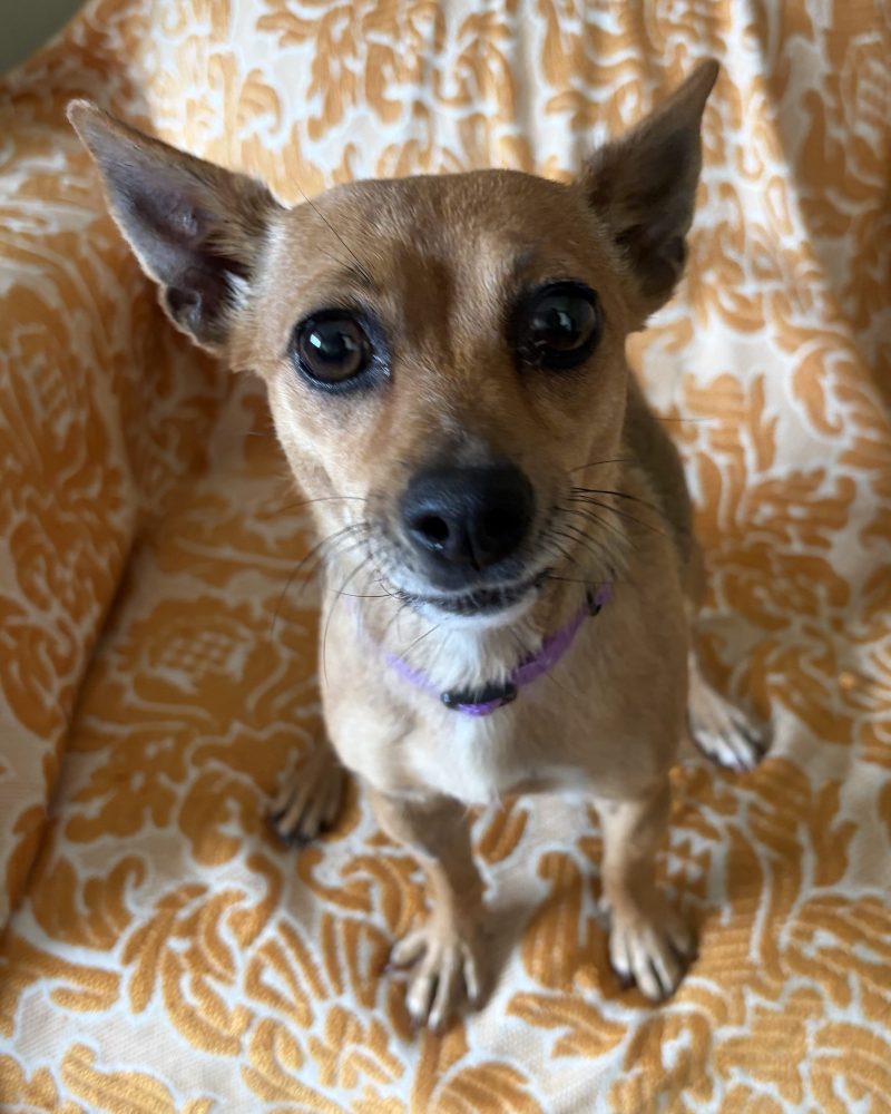 Jette sitting on a chair looking at the camera