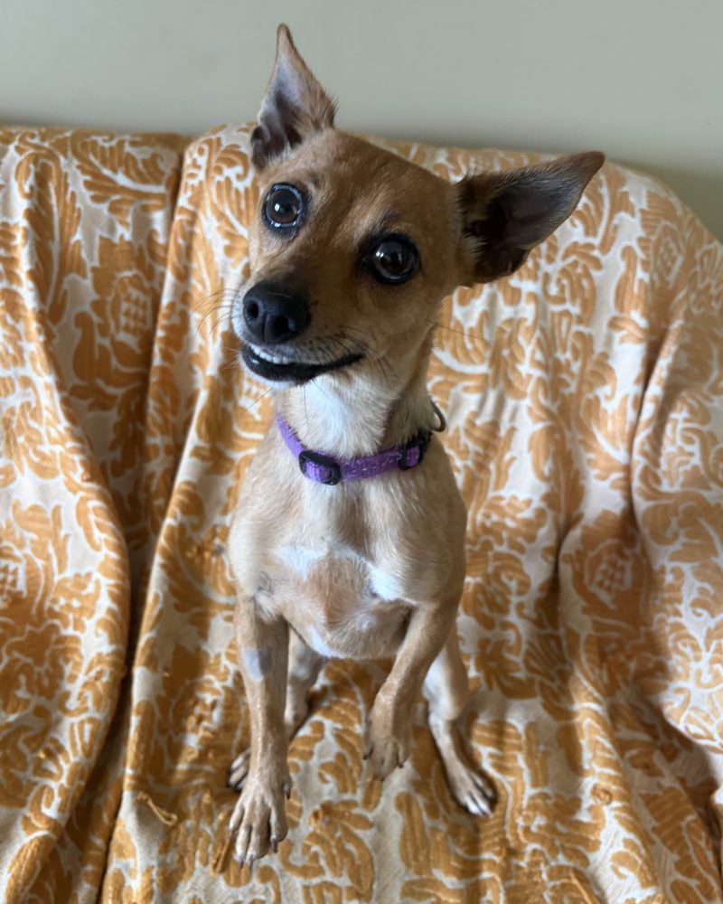 Jette sitting upright on the couch with her cute little smile and one paw up