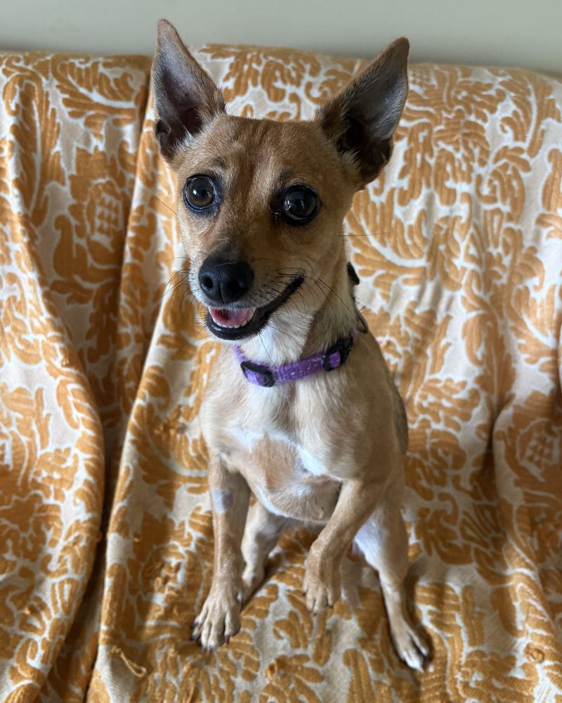 Jette sitting upright on the couch with her cute little smile and one paw up
