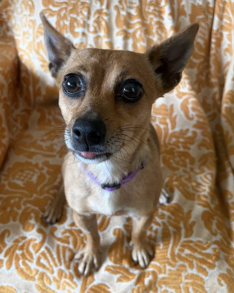 Jette sitting on couch with a little tongue blep