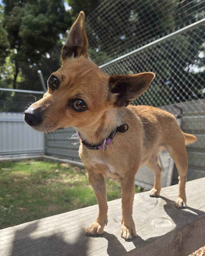 Jette standing on platform with a cute head tilt