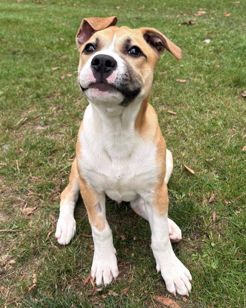 Jinx sitting in yard looking up at staff