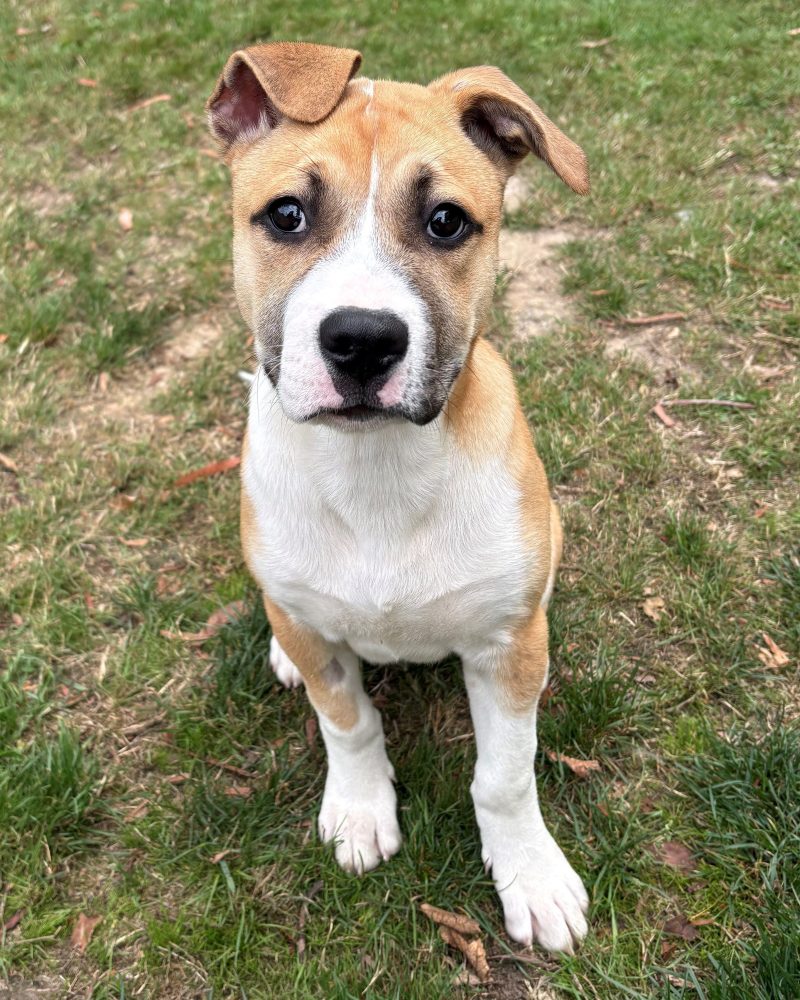 Jinx sitting outside with his ears flopped forward and a serious face