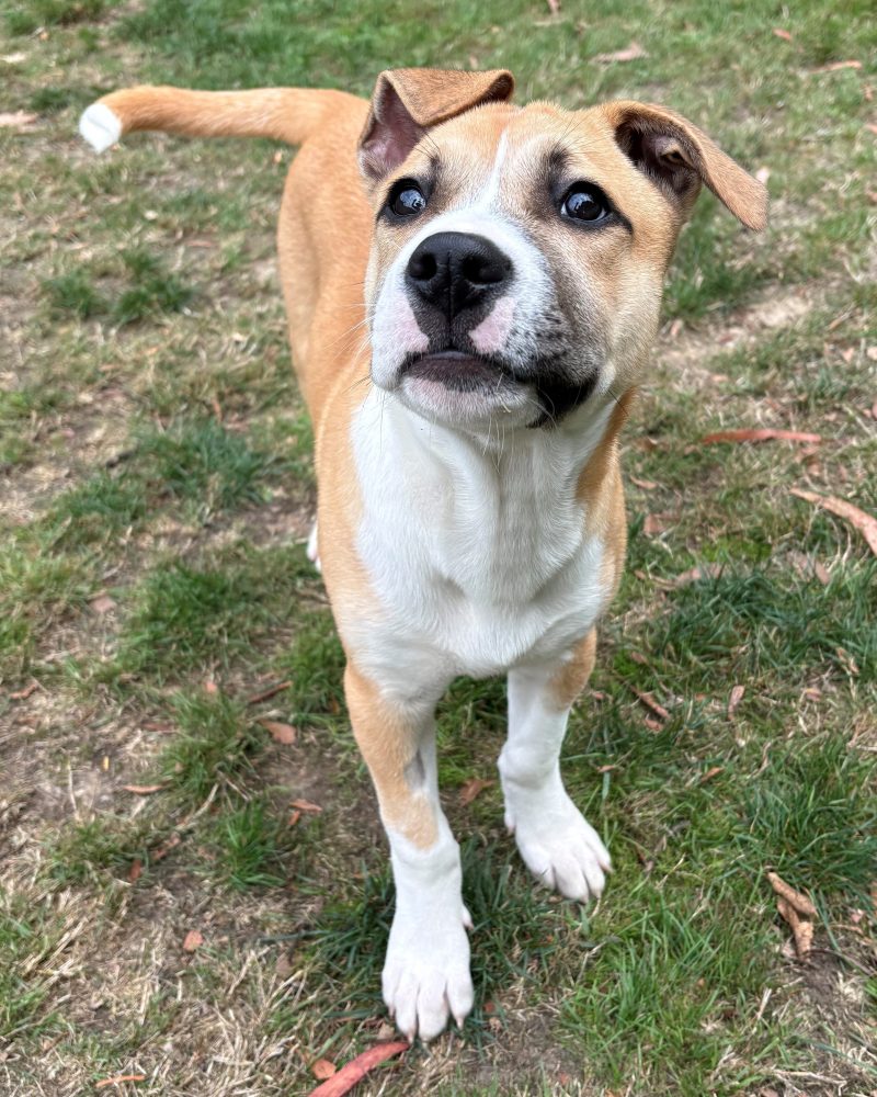 Jinx standing in yard waiting for a treat