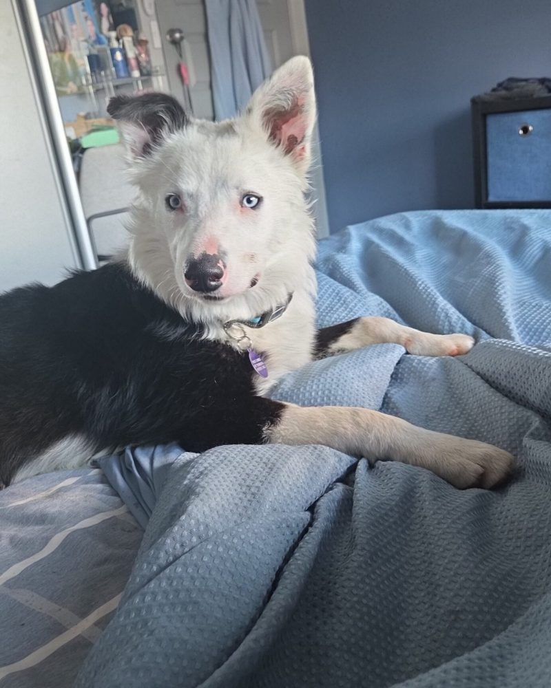 Judd lying on his foster carer's bed