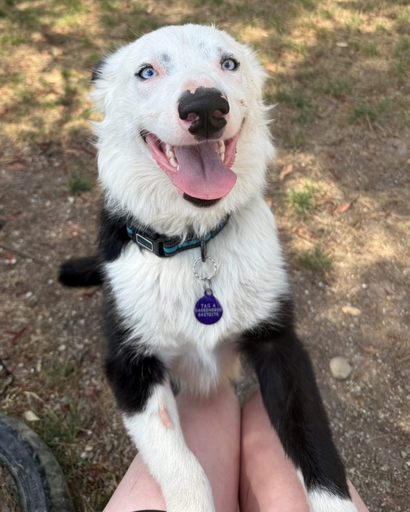 Judd with his front paws on a staff member's legs