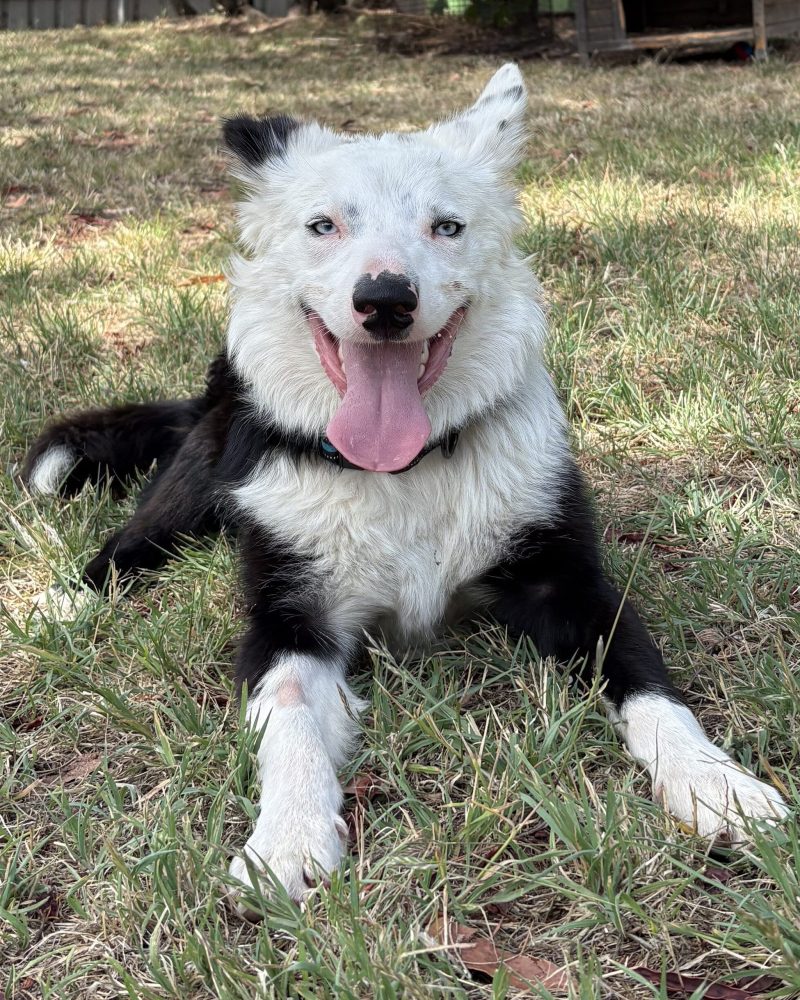 Judd lying on the grass looking happy