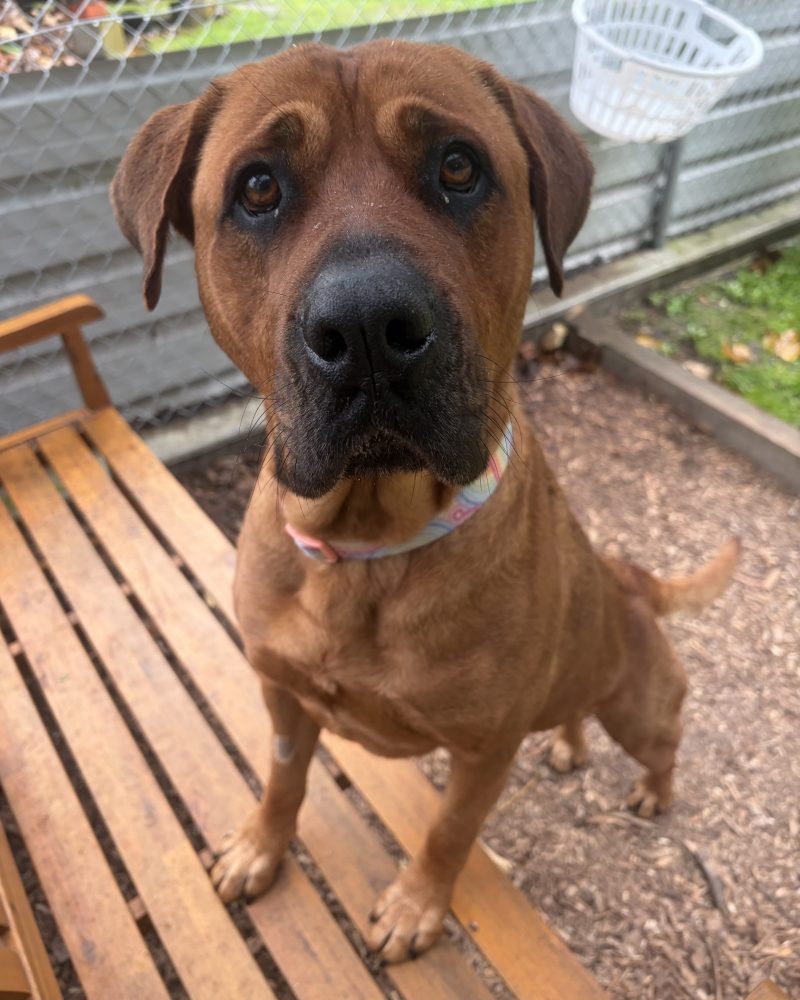 Kahli standing outside with her front feet up on a wooden seat