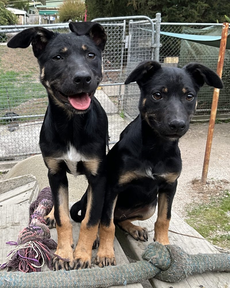 Two Kath n Kim pups outside together