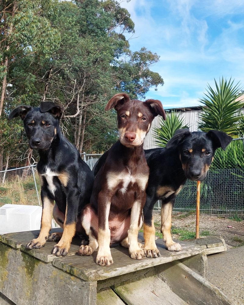 Three Kath n Kim pups sitting together outside