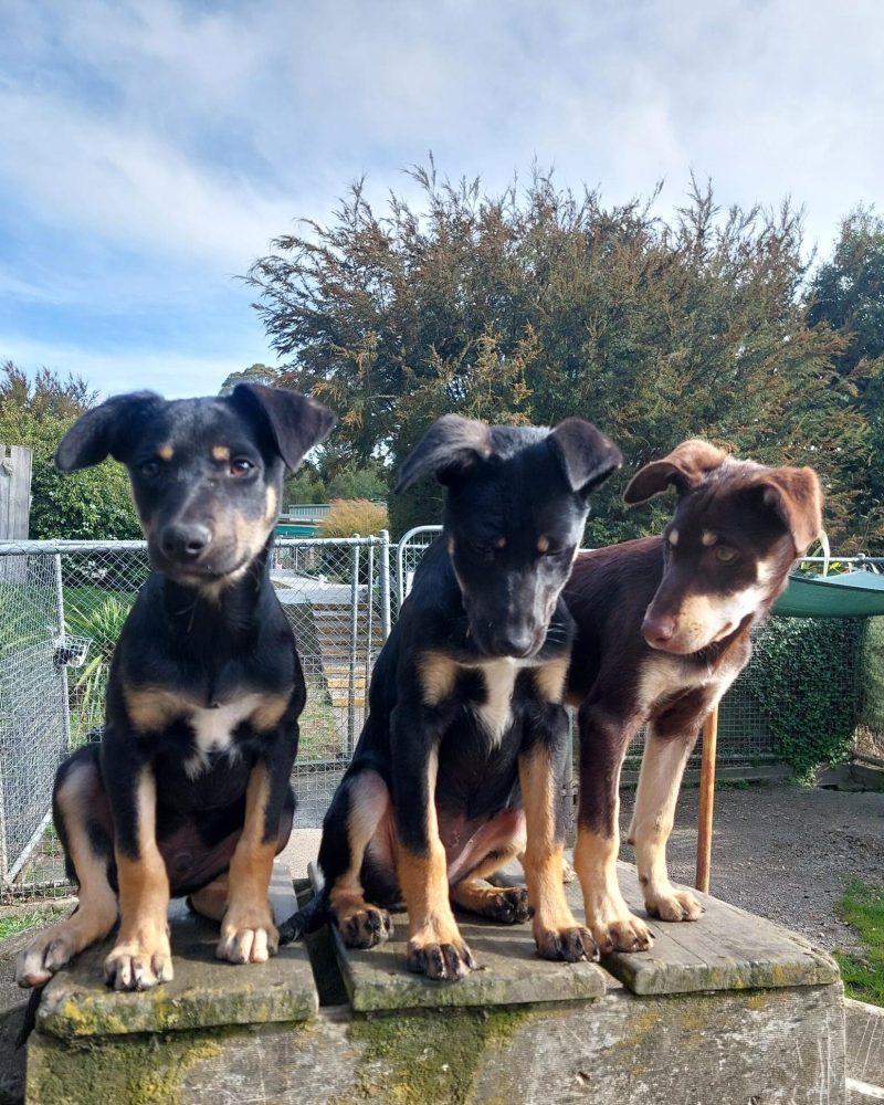 Three Kath n Kim pups together outside