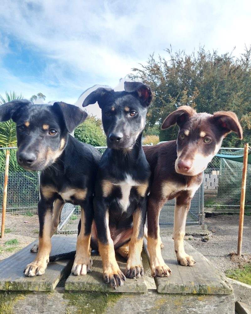 Three Kath n Kim pups standing together outside