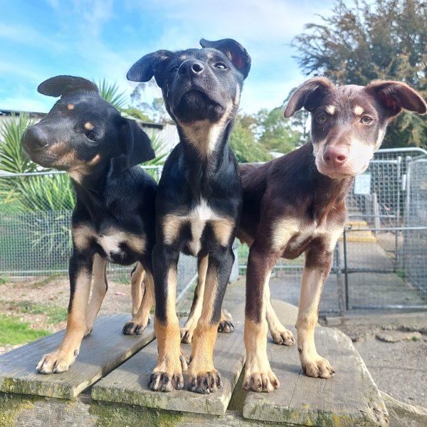 Kath n Kim pups close up