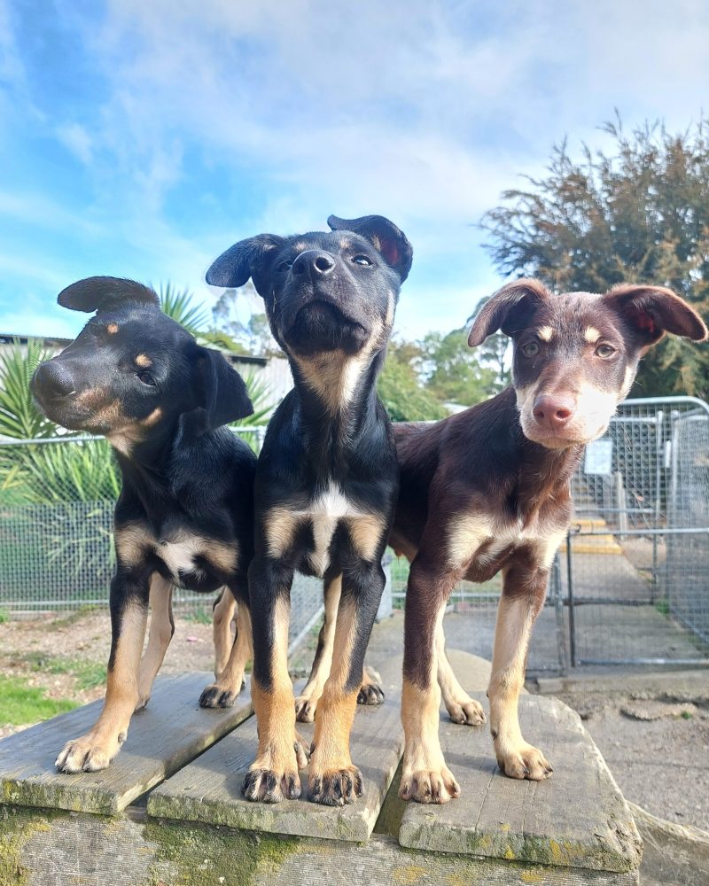Three Kath n Kim pups standing together outside