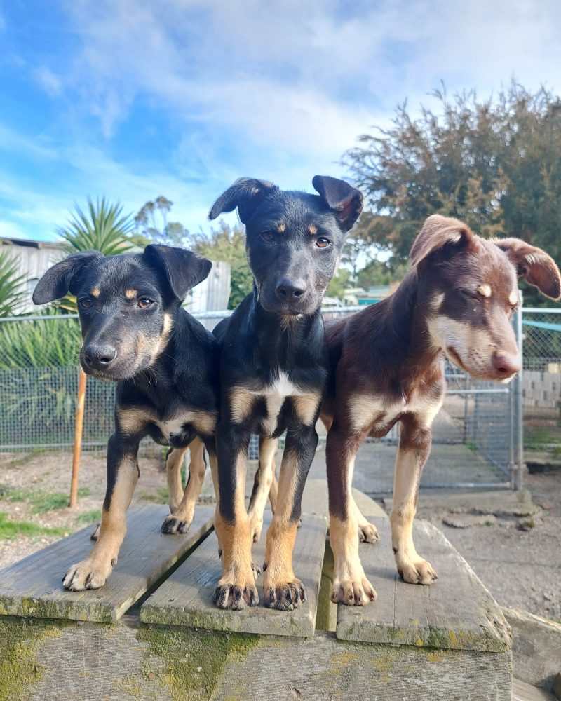 Standing ready to run and play