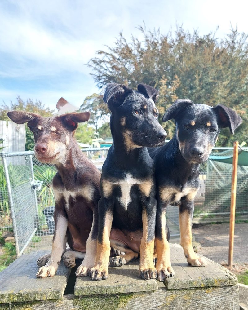 Three Kath n Kim pups standing together outside