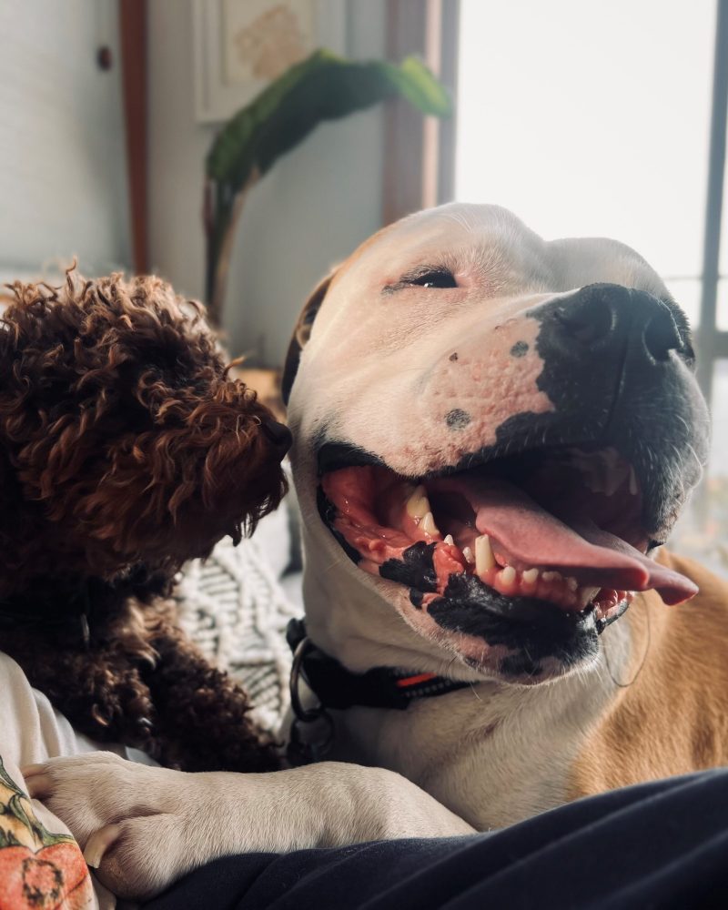 King and his foster care dog companion