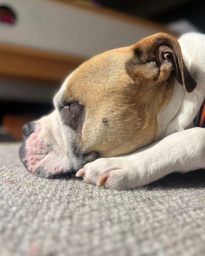 King having a rest on the carpet in side profile