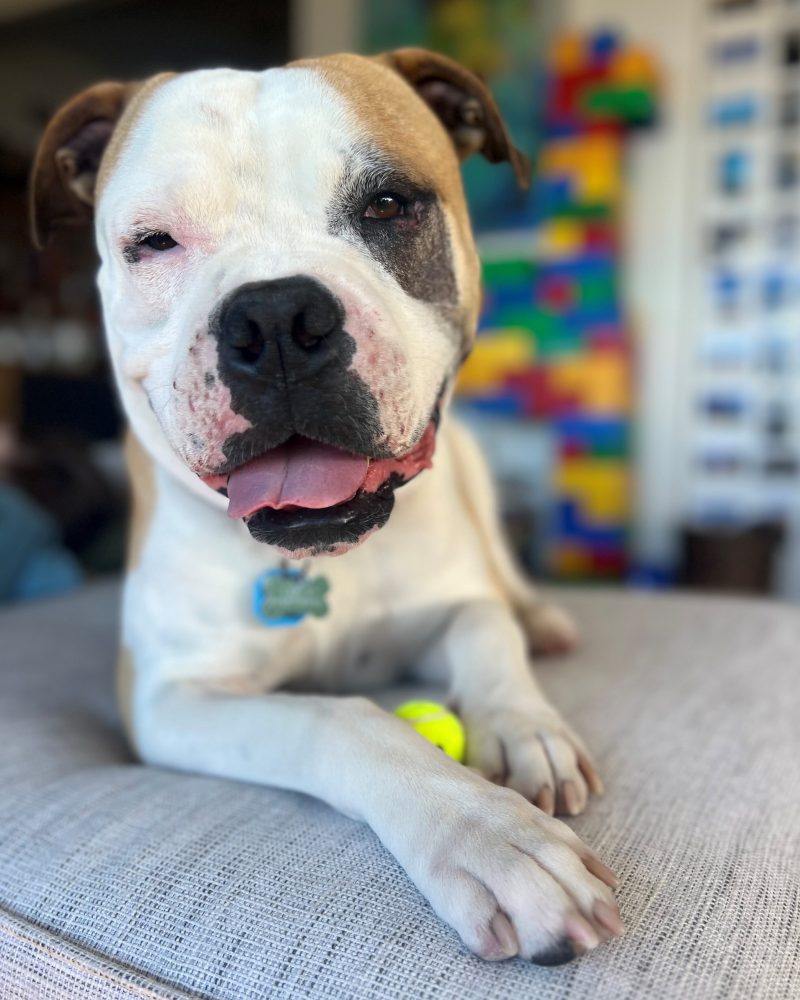 King lying on a dog bed