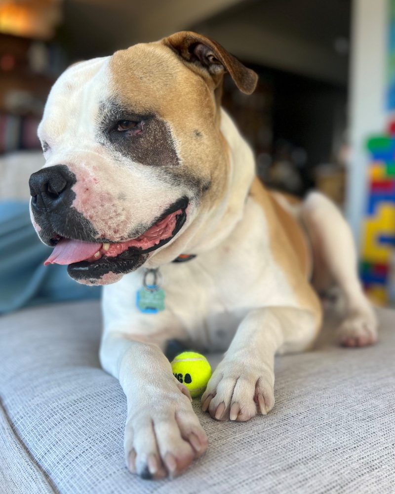 King relaxing with a ball on a dog bed