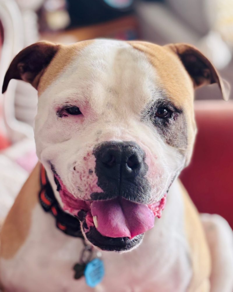 King on a couch looking at the camera