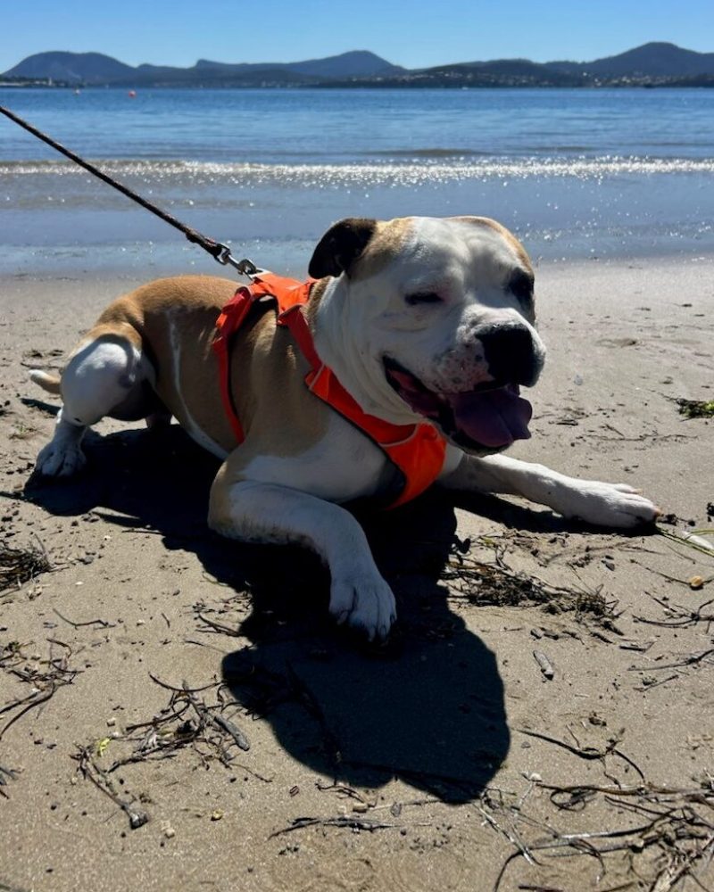 King lying on the sand at the beach