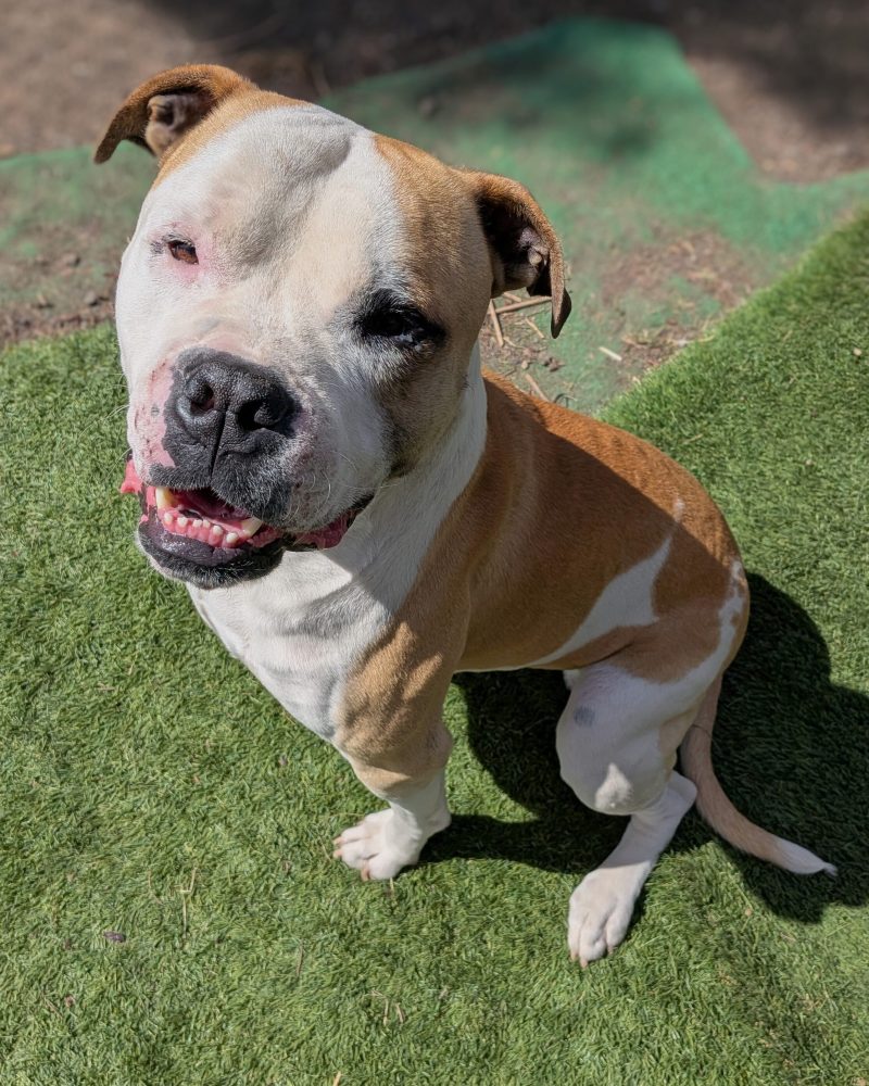 King sitting on the grass in side profile