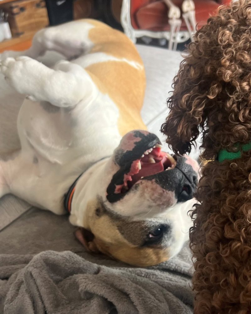 King lying on his back playing with his foster sibling