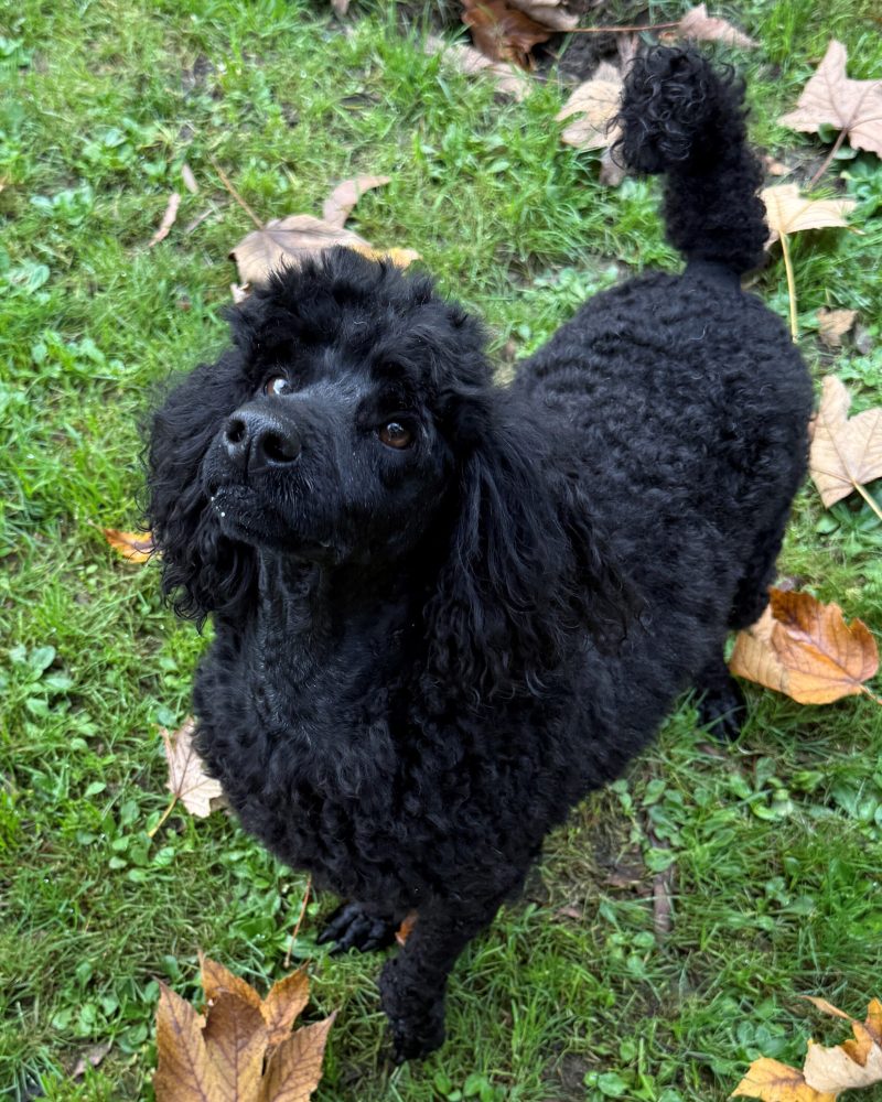 Kingsley standing in the grassed exercise yard looking up at staff