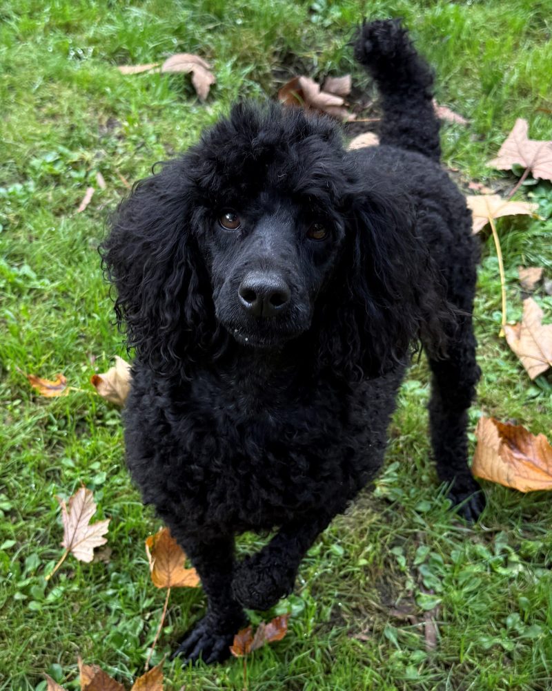 Kingsley standing outside in the exercise yard