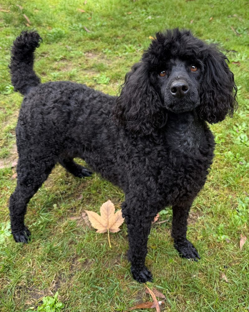 Beautiful side on photo of Kingsley outside looking very photogenic