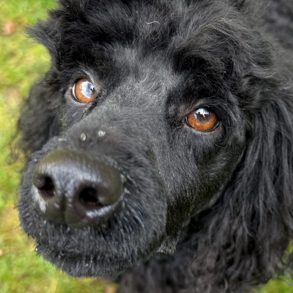 Kingsley close up