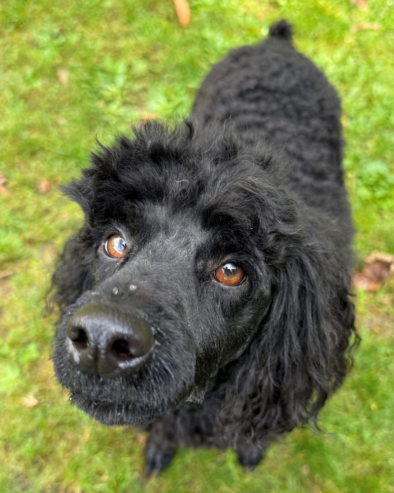 Close up of Kingsley's face and beautiful brown eyes
