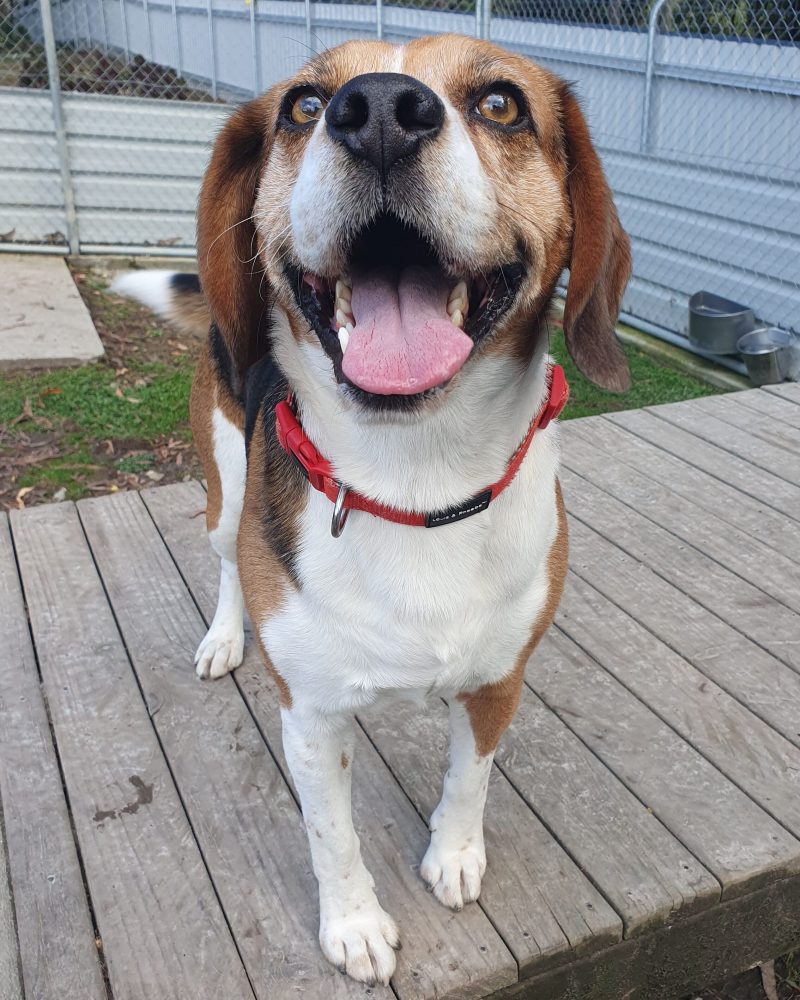 Close up of Kobe standing on platform with mouth open and eyes focused
