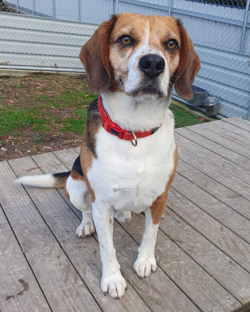 A serious Kobe sitting outside on a platform