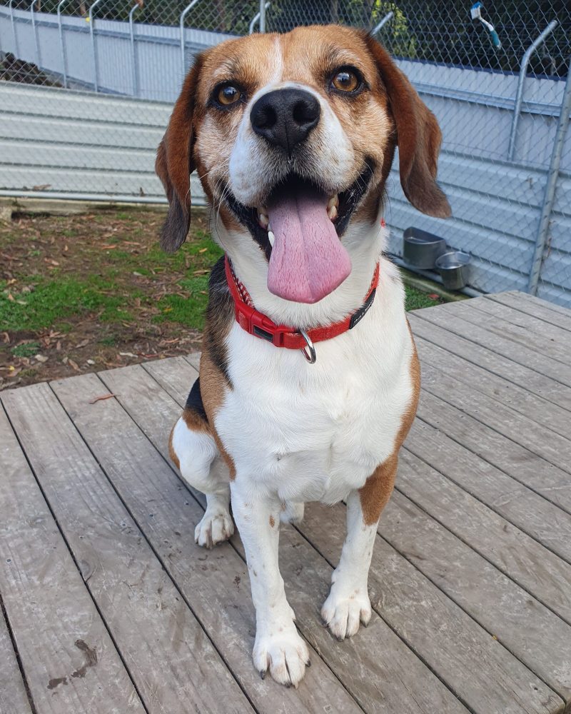 Kobe sitting outside and smiling for his photo