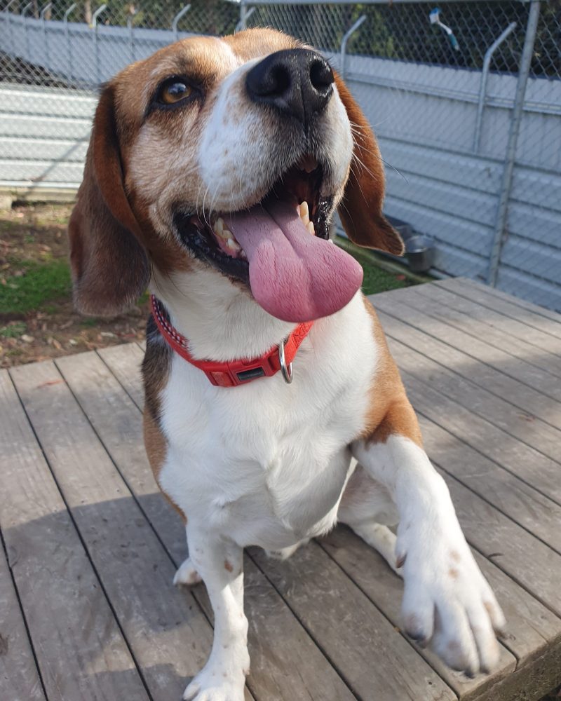 Kobe lifting paw for a shake whilst sitting on platform in the yard