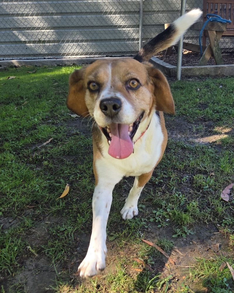 Kobe running towards staff in the yard