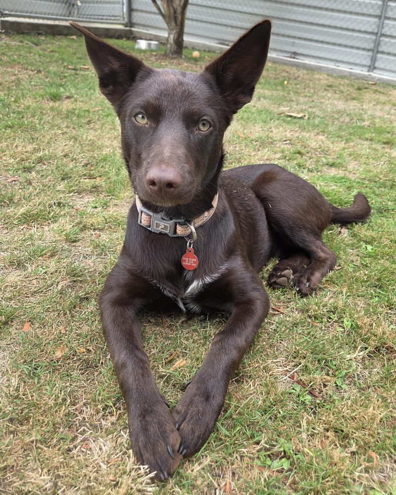 Koko lying on the grass with front paws together