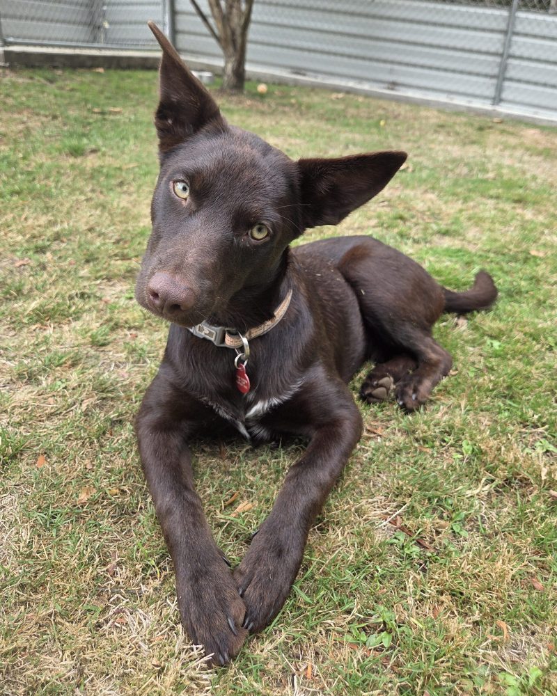 Koko lying down with her head titled to the side and front paws neatly folded