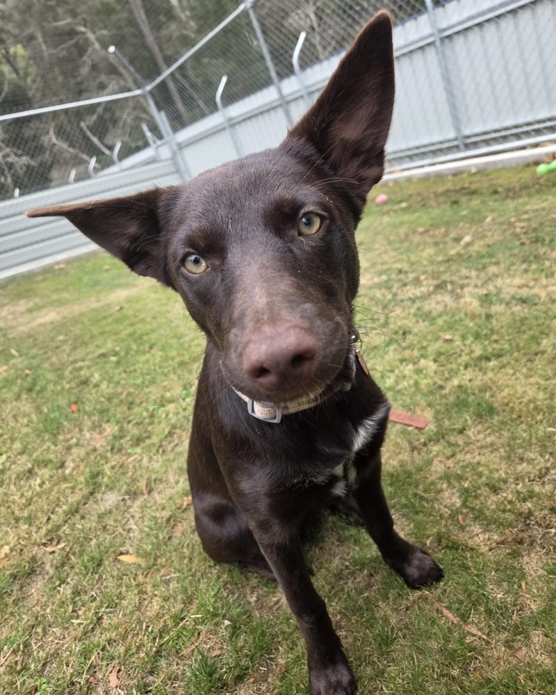 A close up of Koko sitting outside with her large ears up