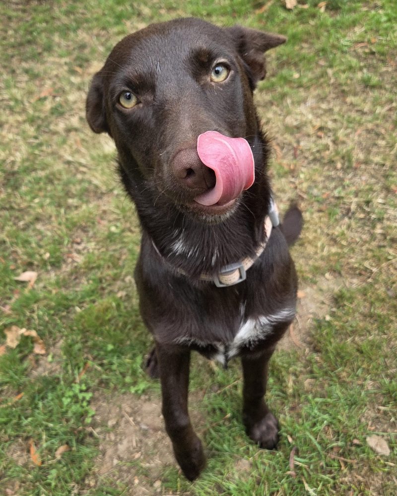 Koko sitting outside licking her lips after a treat with one paw coming up