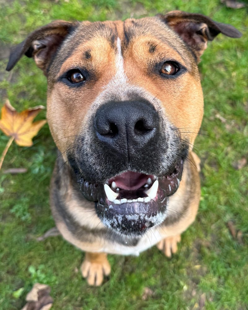Kong sitting outside waiting for a treat