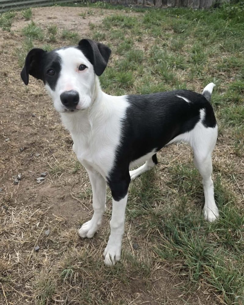 Kraska standing outside in a yard