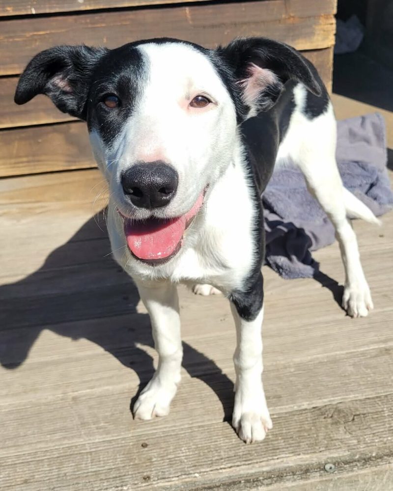 Kraska standing on decking