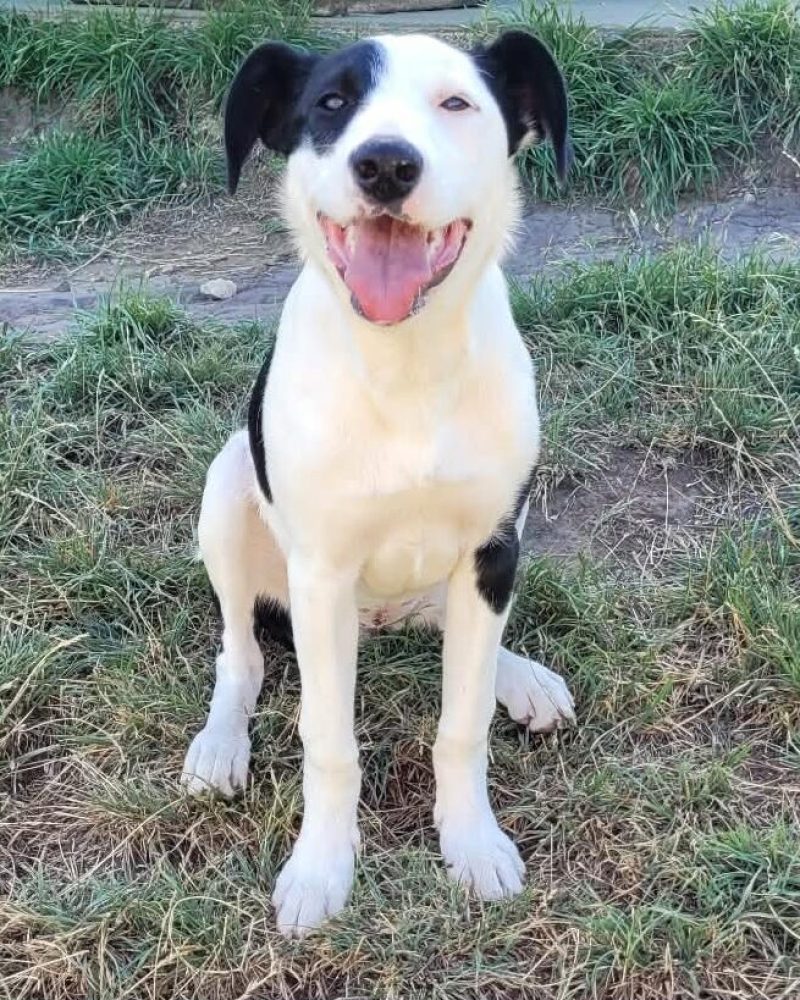 Kraska sitting outside in a yard looking happy