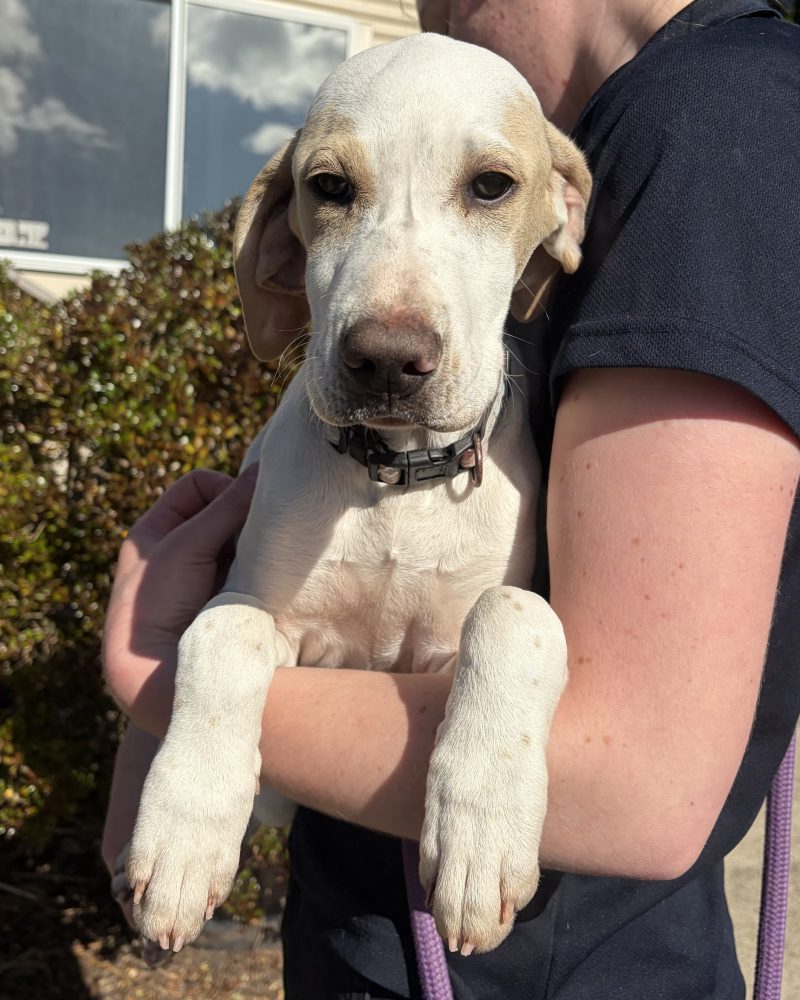 Lemon enjoying a cuddle and looking serious