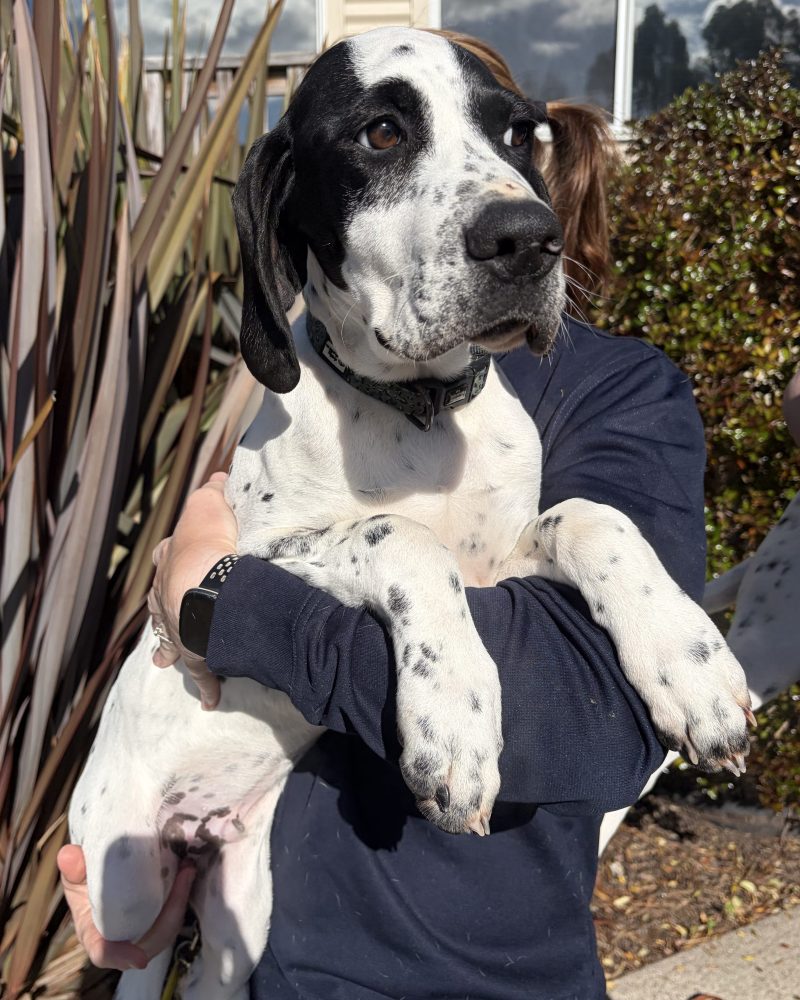 Lime with a very serious face having a cuddle