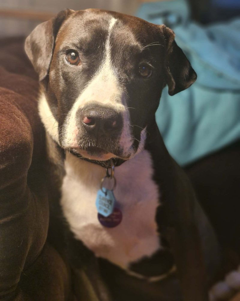 Livingston sitting nicely for his photo